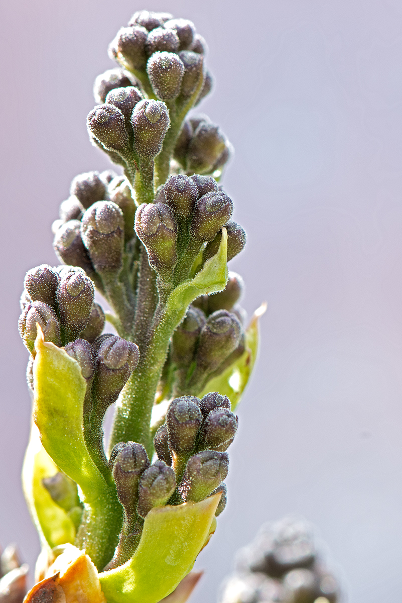 Lilac Buds