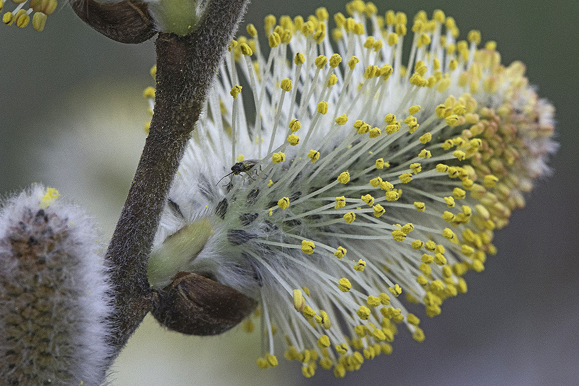 Pussy Willow, flowering catkin